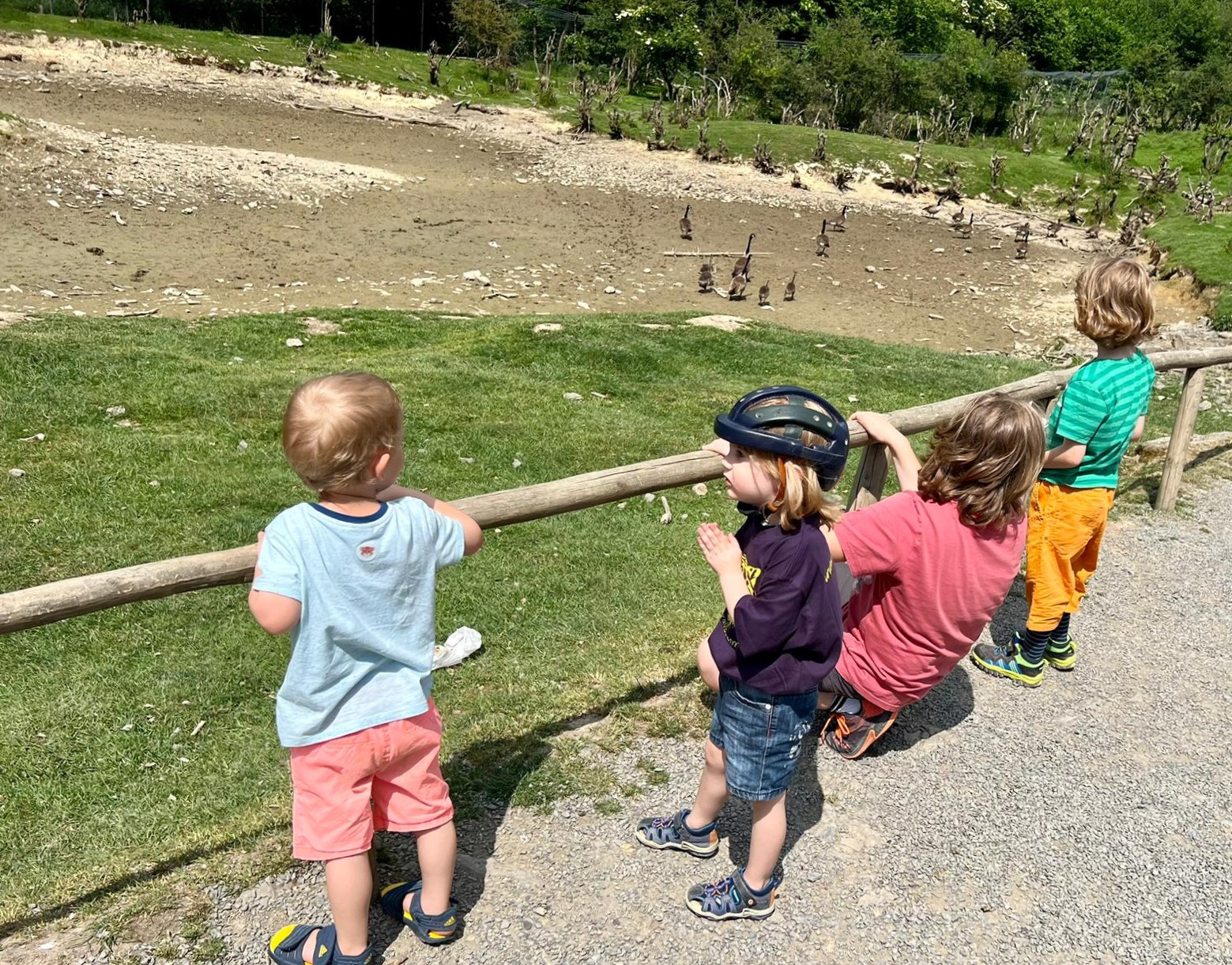 Kinder bestaunen ein Gänse- und Entengehege.
